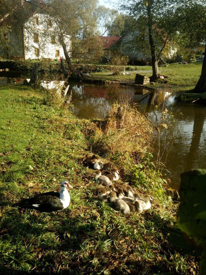 Biofarma Dolejsi Mlyn Villa Kamberk Exterior foto